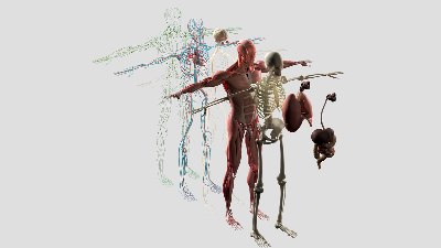 تشریح الهی انسان