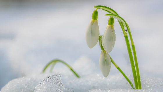رویش جوانهها (تفسیر سوره مؤمنون)